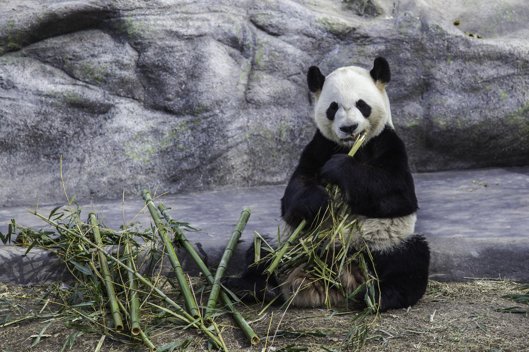 Гігантська панда їсть бамбук у зоопарку