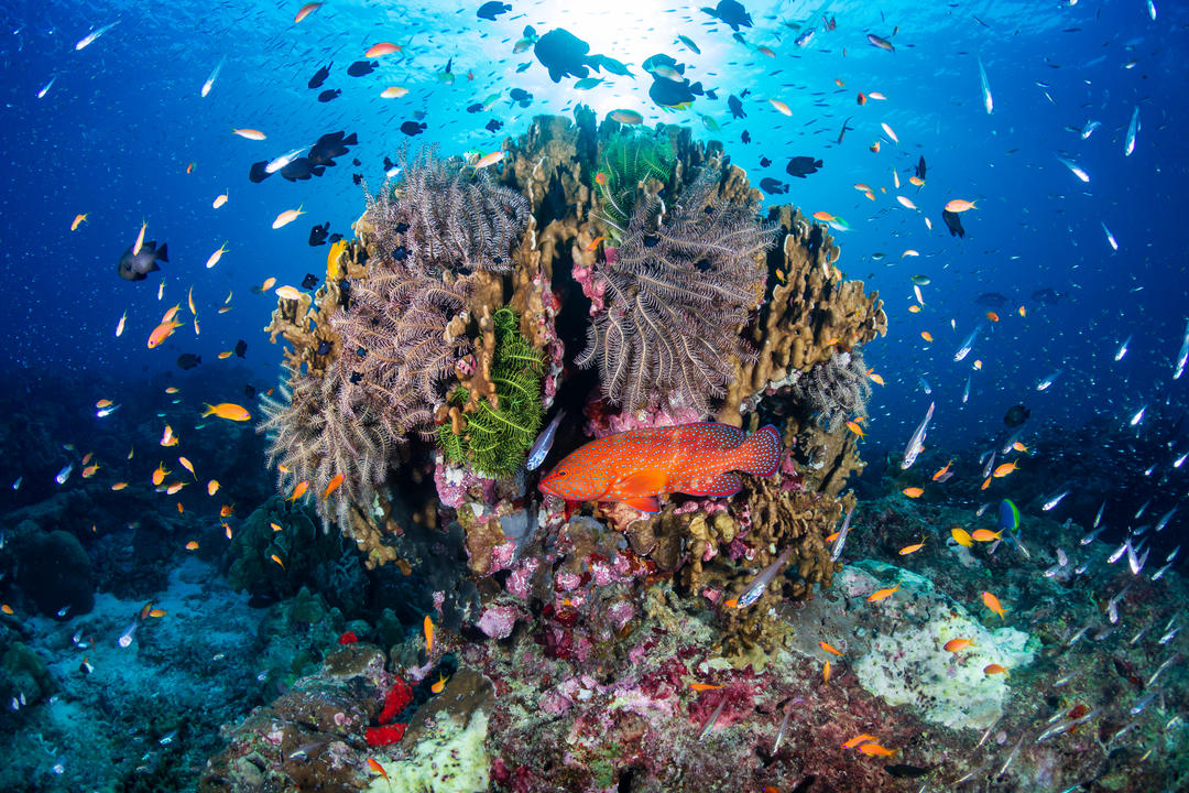 Тропічний кораловий риф на Сіміланських островах