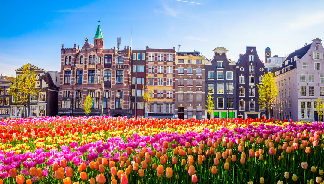 Традиційні старі будівлі та тюльпани в Амстердамі