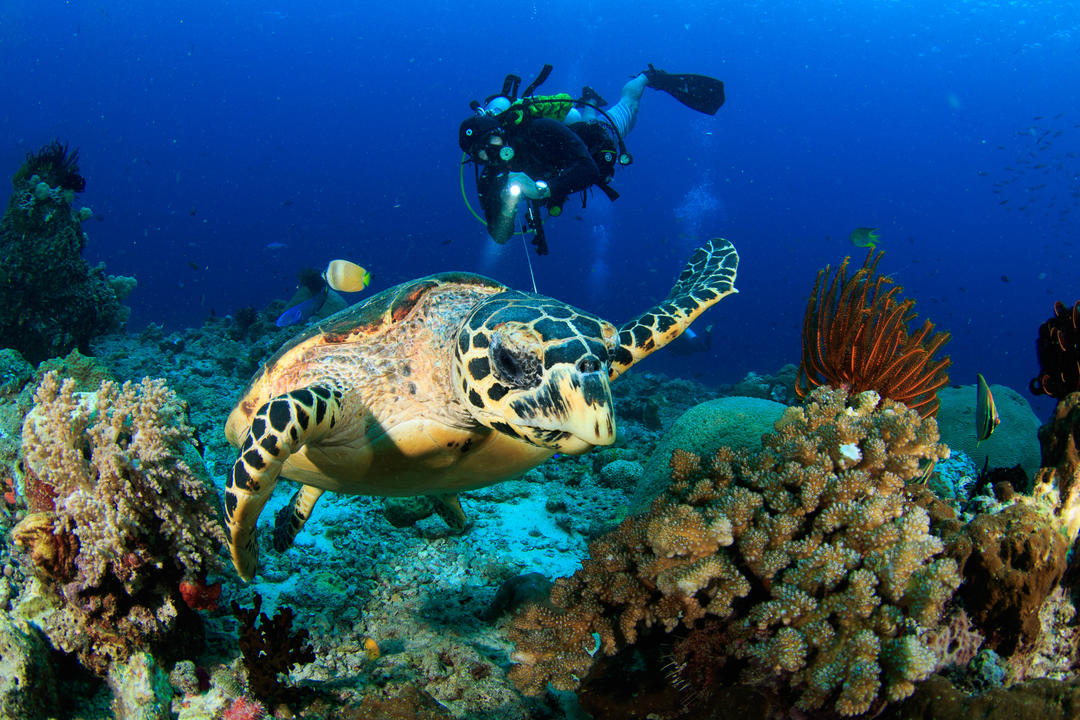 Морська черепаха серед королів