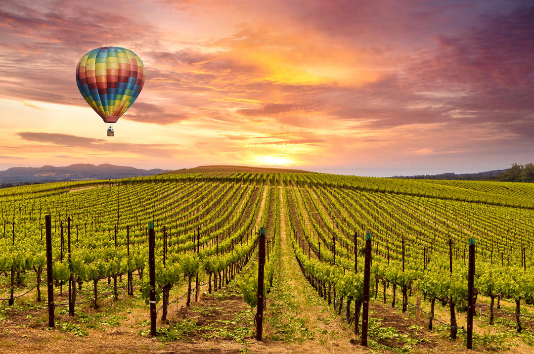 Схід сонця і повітряна куля над виноградниками