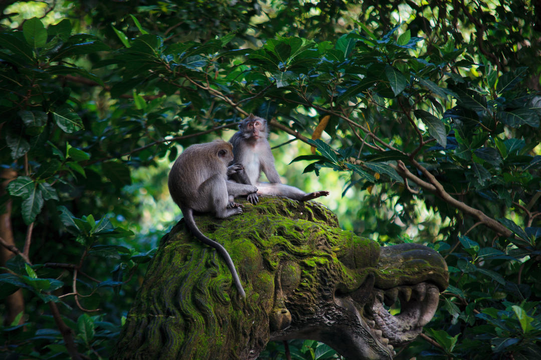 Дві мавпи сидять на статуї дракона із зеленим мохом.