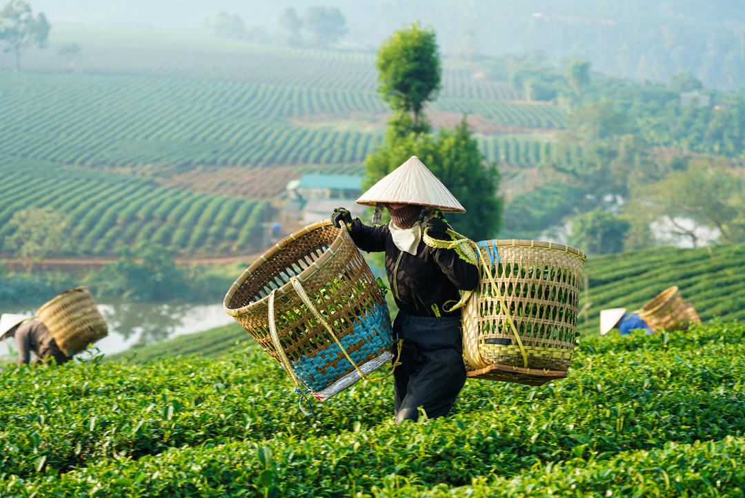 Фермери з великими гаманцями збирають чай