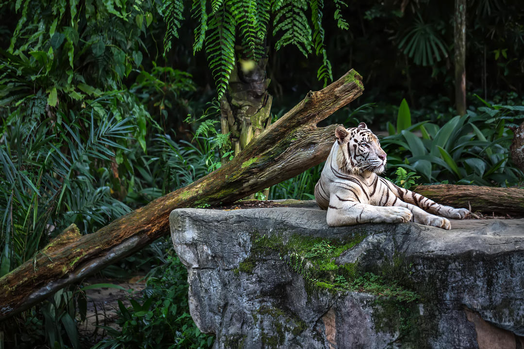 Білий тигр на скелі на тлі рослин у зоопарку