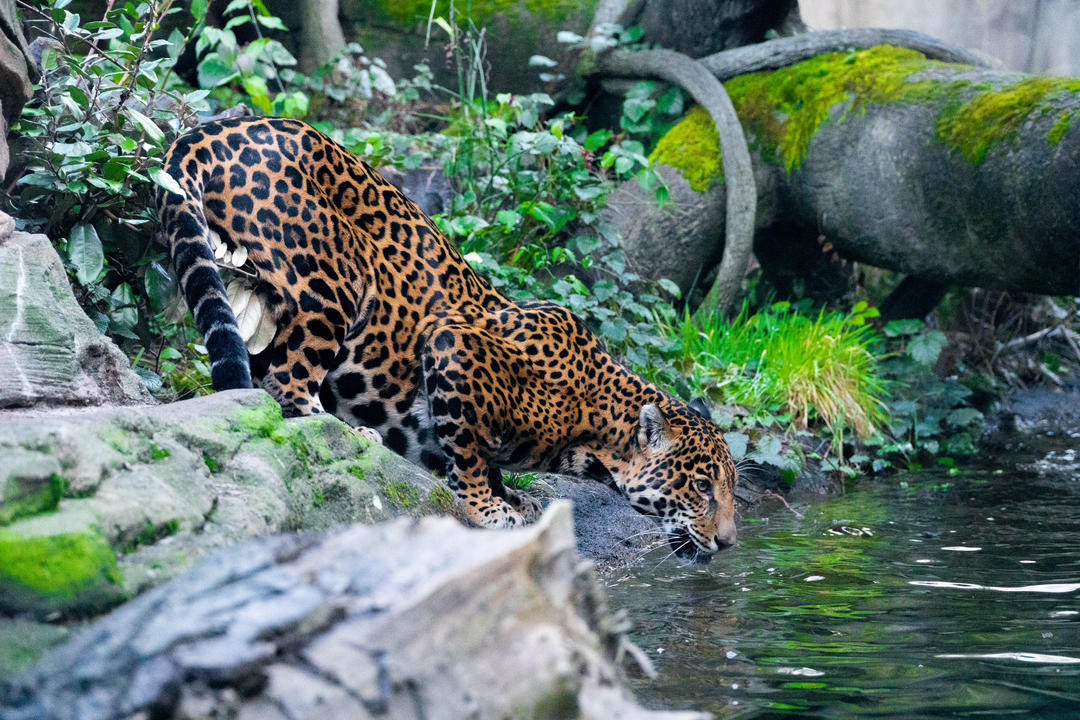 Леопард у зоопарку п'є зі ставка
