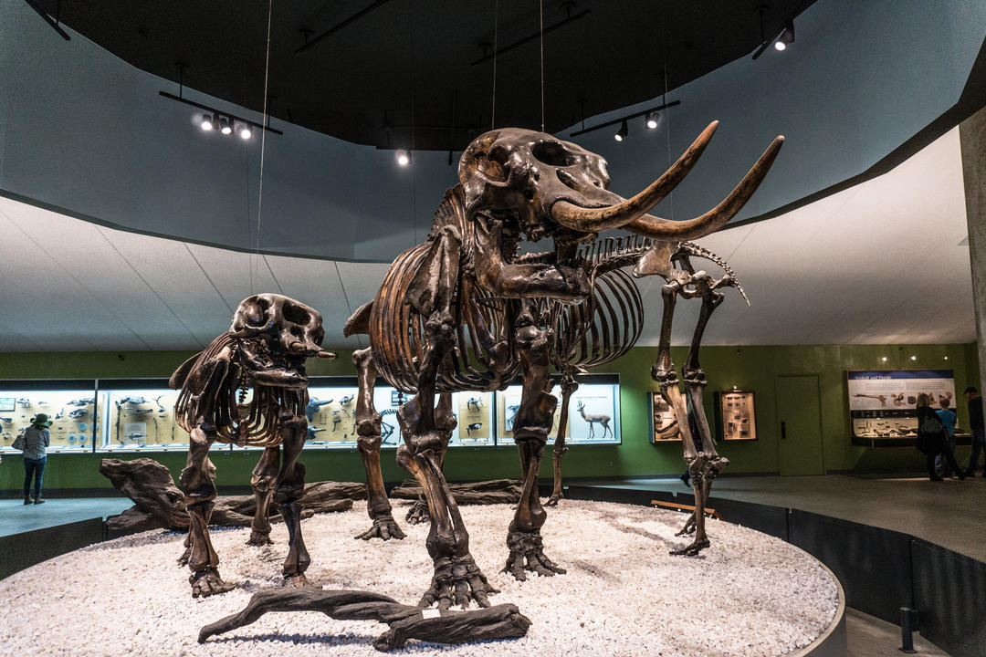 Три скам'янілості шерстистого мамонта у музеї