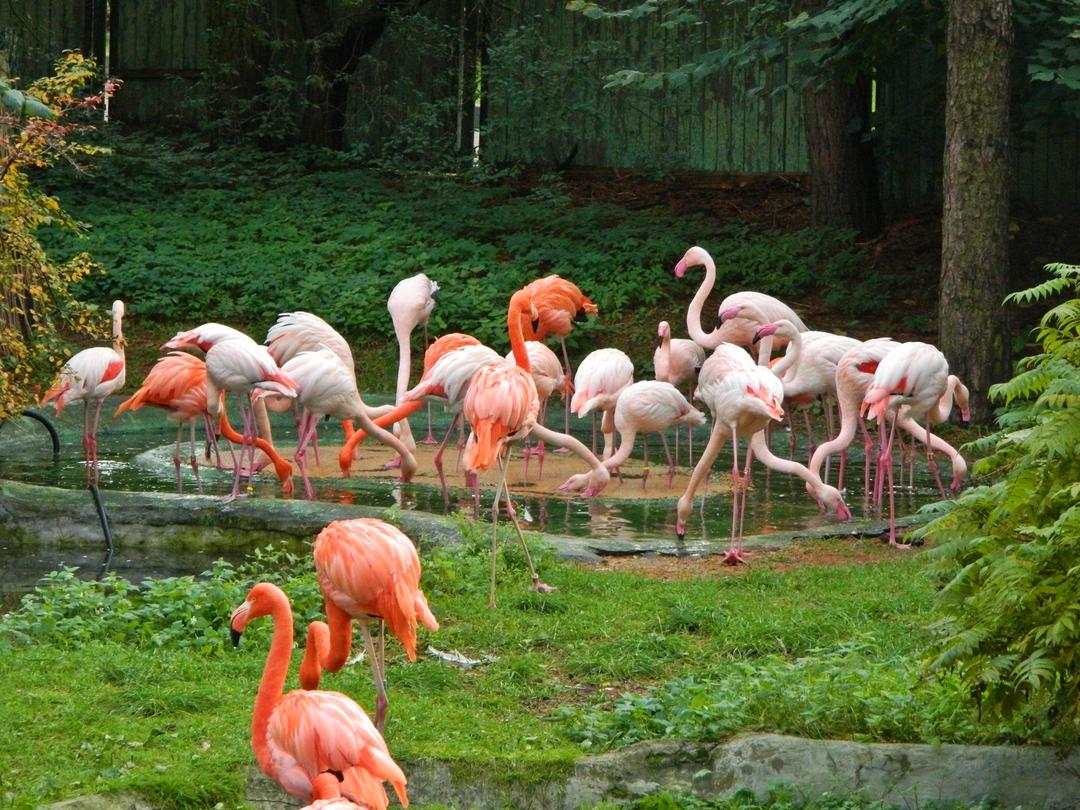 Рожеві фламінго на території Ризького зоопарку