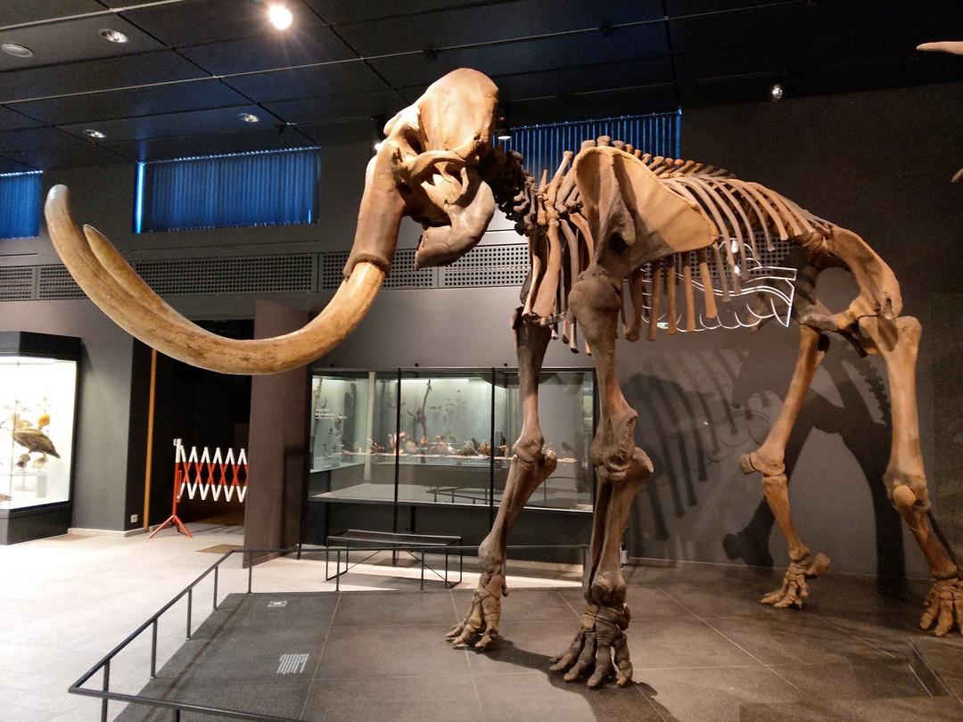 Старовинний скелет мамонта у Зоологічному музеї