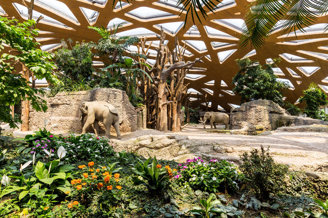 Сім'я слонів у Цюріхському зоопарку