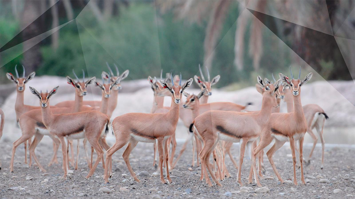 Центр охорони дикої природи Ель-Хефайя