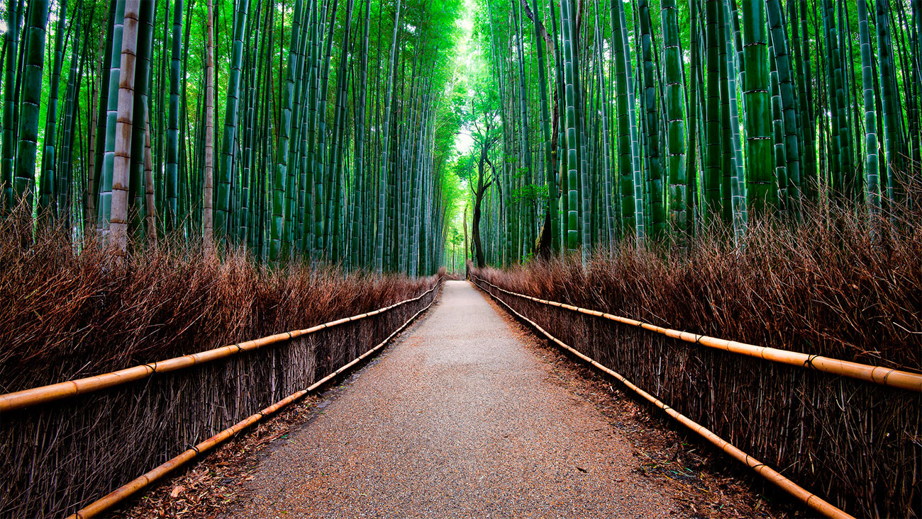 Бамбуковий ліс Арасіяма