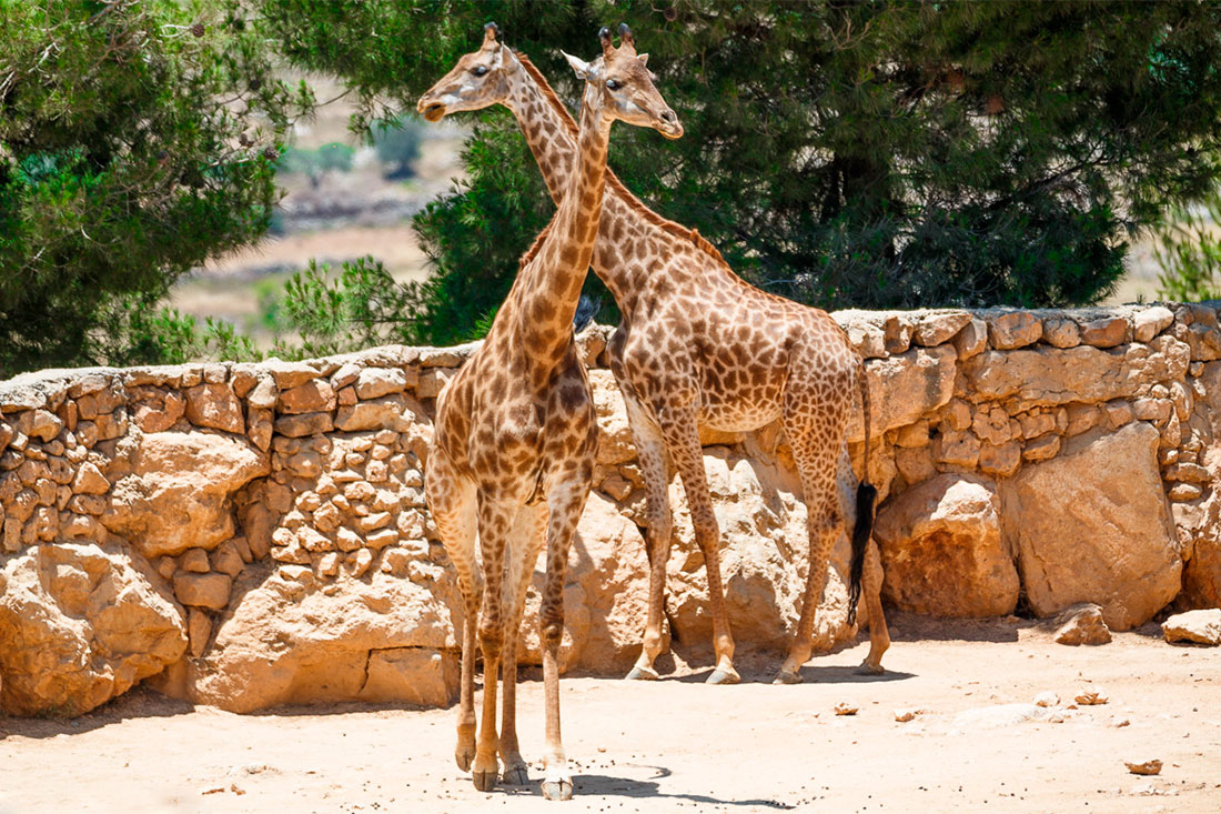 Єрусалимський біблійний зоопарк 