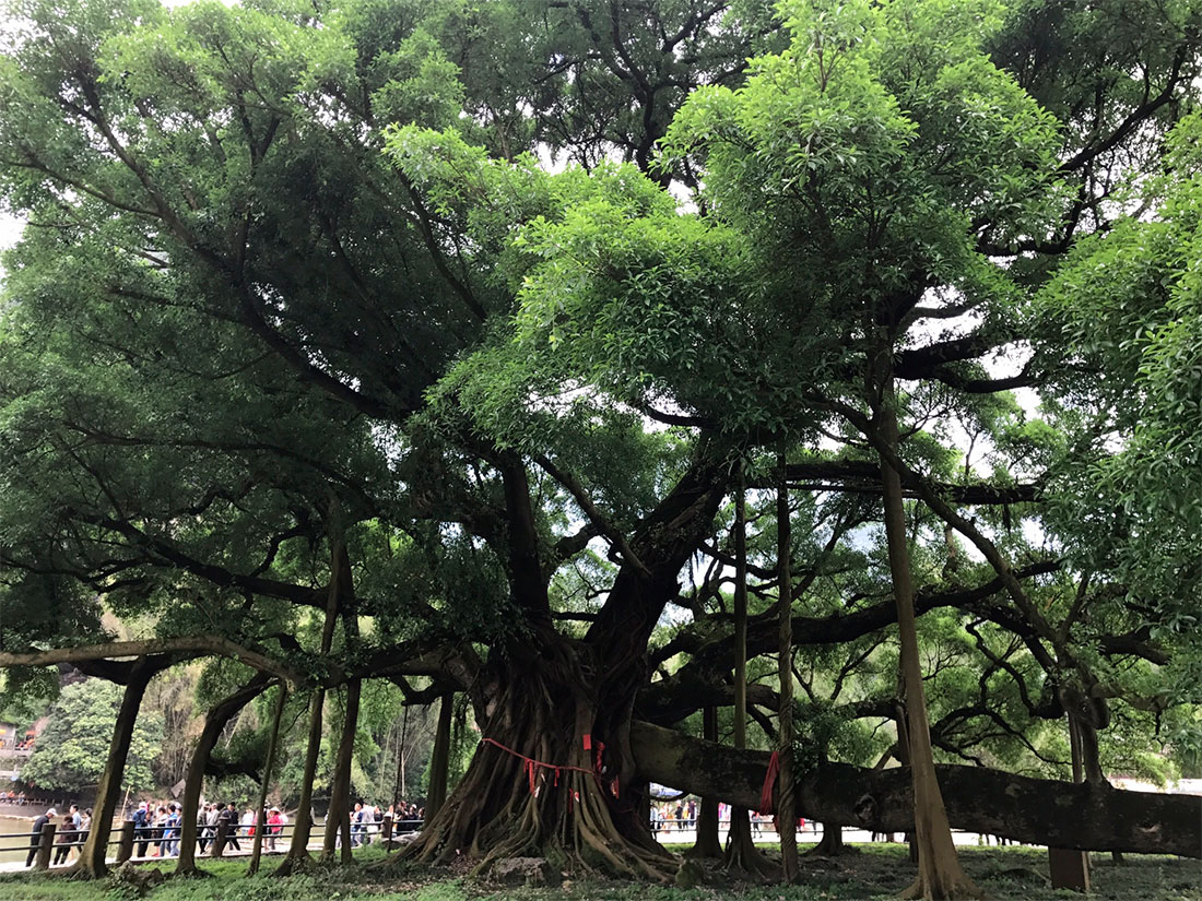 Велике дерево баньян