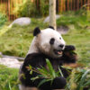 big-panda-copenhagen