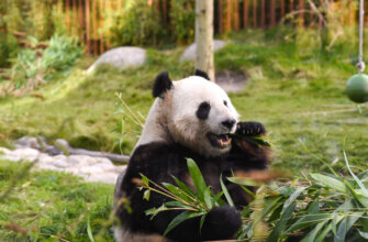 big-panda-copenhagen