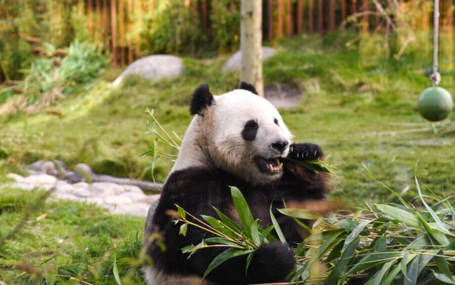 big-panda-copenhagen
