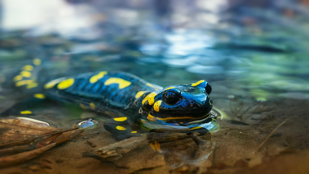 Вогняна саламандра ховається у воді біля парку Єль Кусуко
