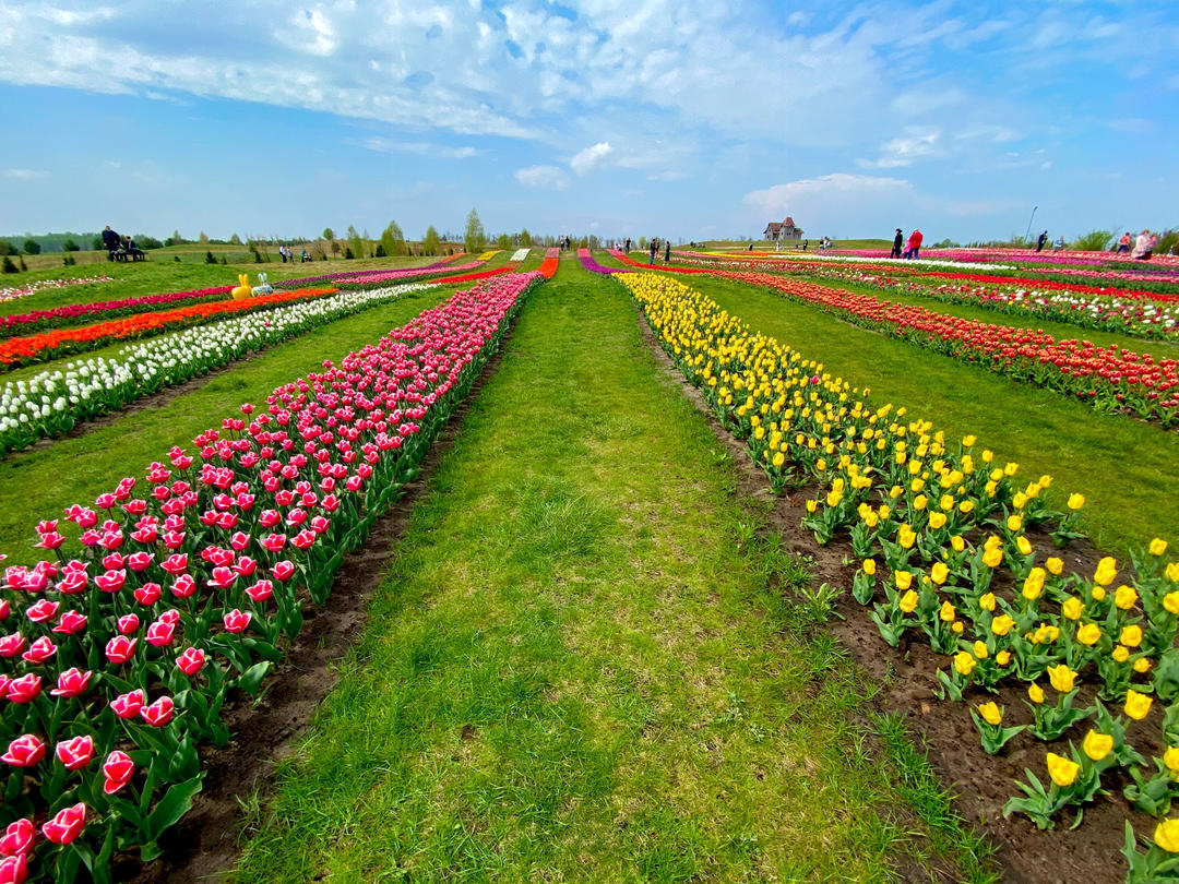 Поле квітучих тюльпанів у парку Добропарк