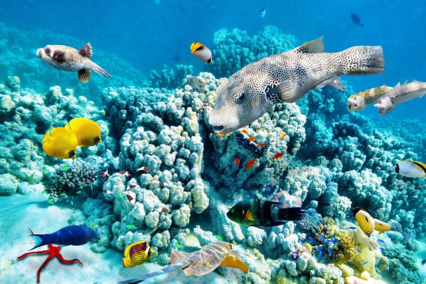 Особливості Великого Бар'єрного рифу в Австралії