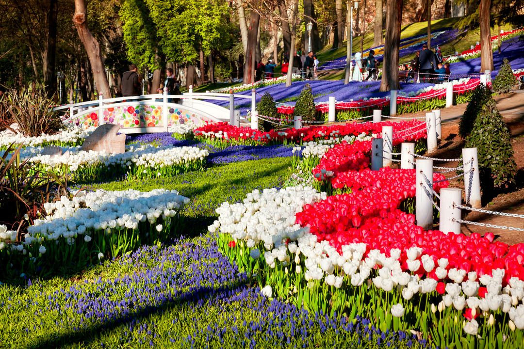 Дивовижні тюльпані біля парку Гюльхане