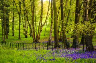 hampstead-heath