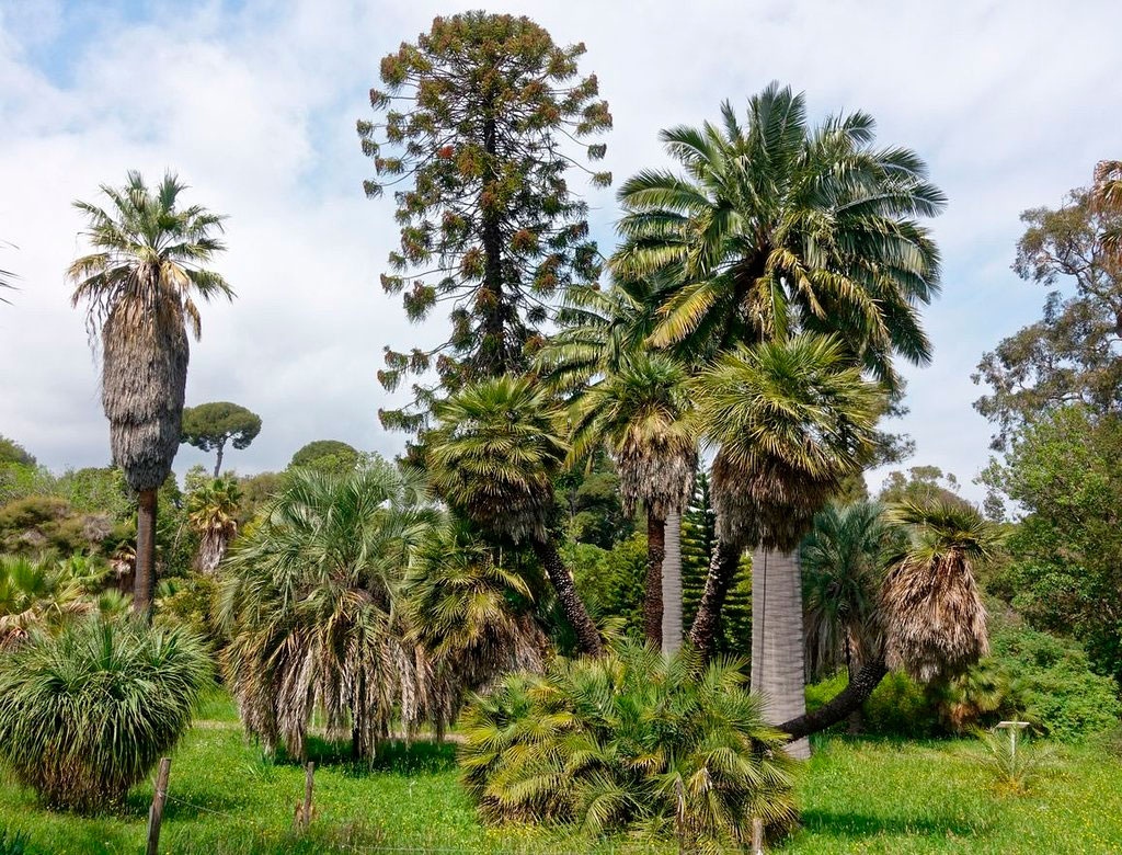 Ботанічний сад Jardin Botanique de la Villa Thuret