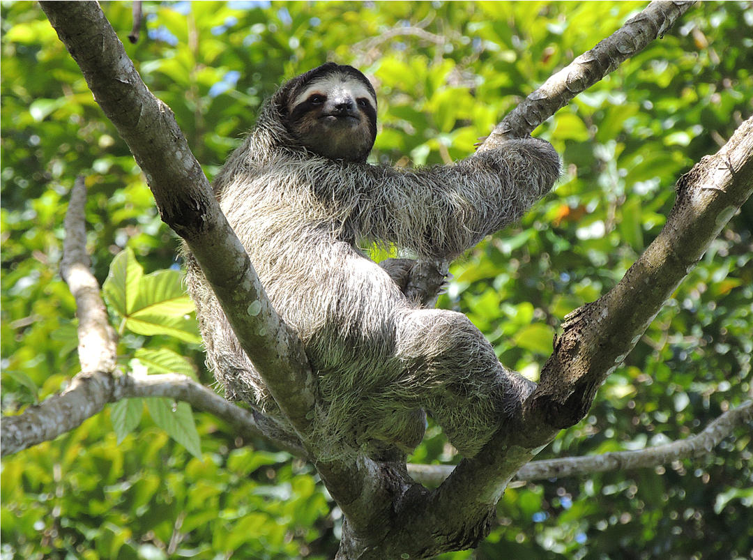 Лінівець відпочиває на гілках дерев біля Національного парку Метрополітан