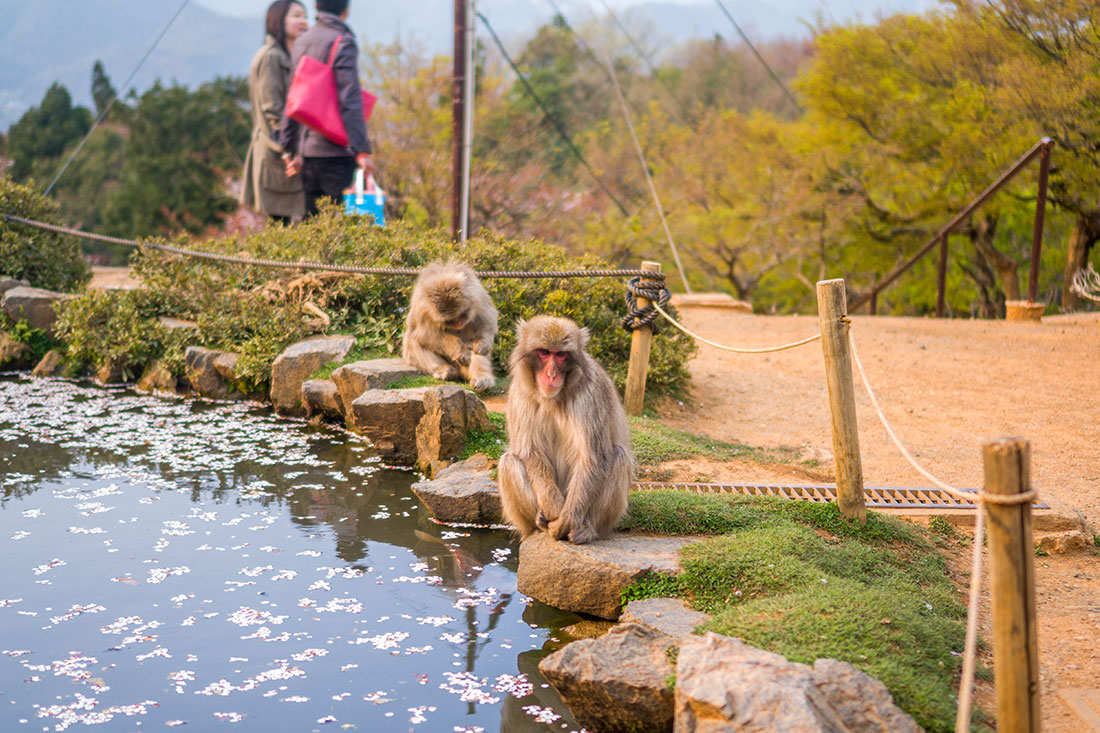 Парк мавп Іватаяма
