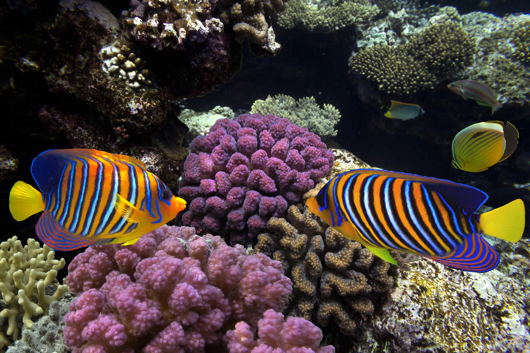 Дві риби зі строкатим окрасом на тлі коралів в акваріумі Музею морської біології