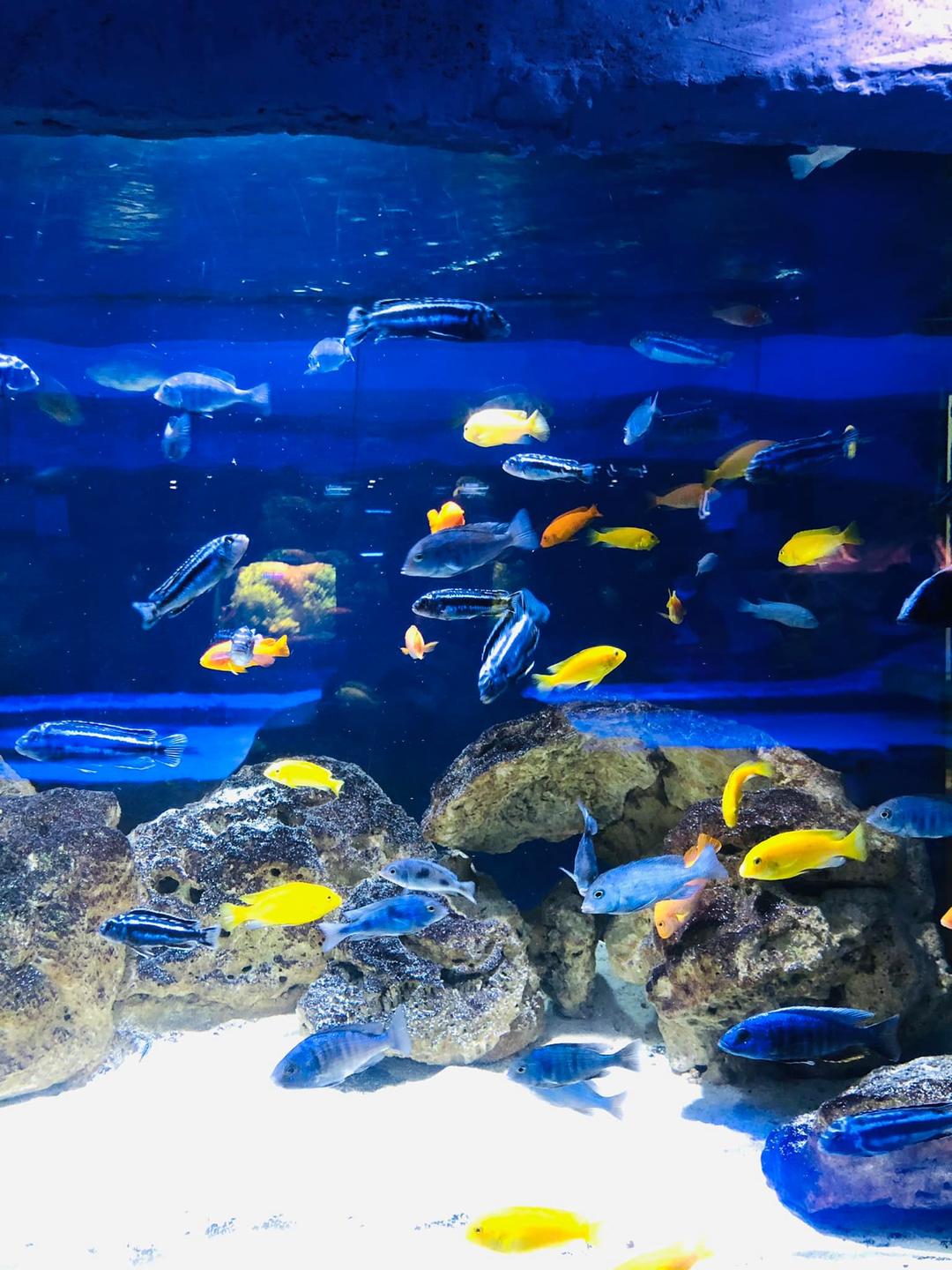 Яскраві різнокольорові рибки в акваріумі