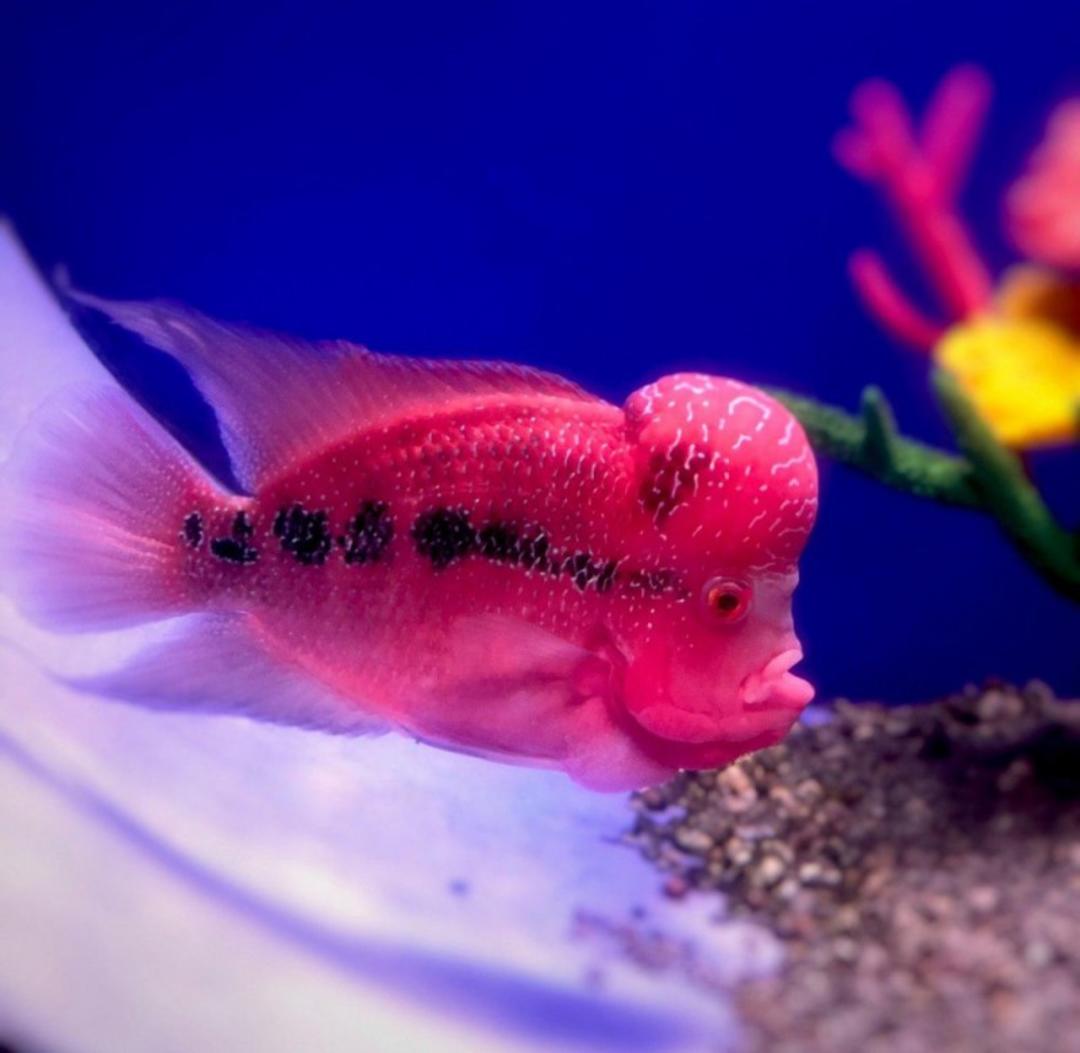 Красива червона рибка