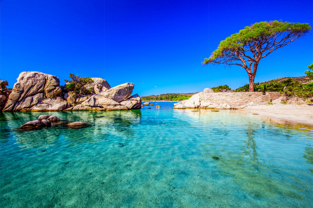Знаменита сосна на пляжі Palombaggia з блакитною водою