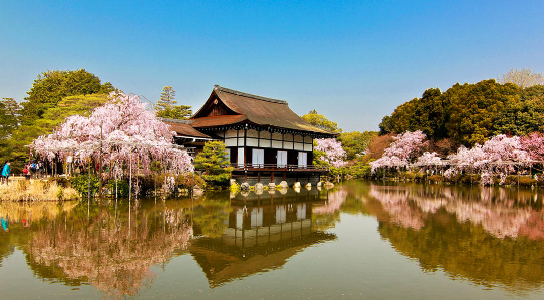 Цвітіння сакурі біля храму Хейан, Кіото, Японія.