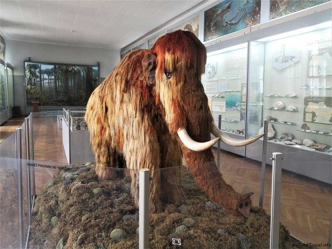 Опудало мамонтенка у зоологічному музеї Києва