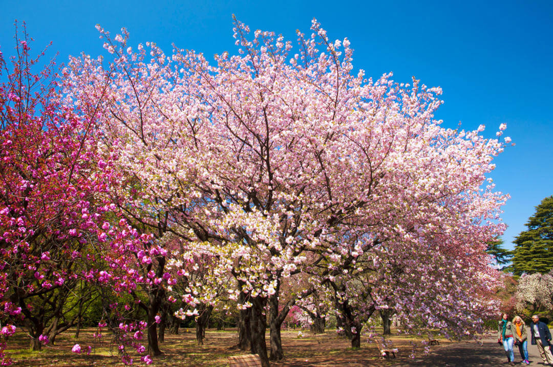 Цвітіння сакурі у парку Сіндзюку-Геєн, Токіо, Японія.