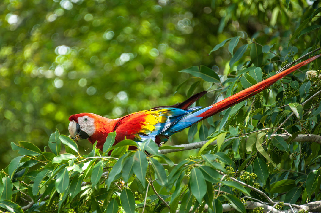 Великий попуга з рясним окрасом у Ботанічному саду Саміт