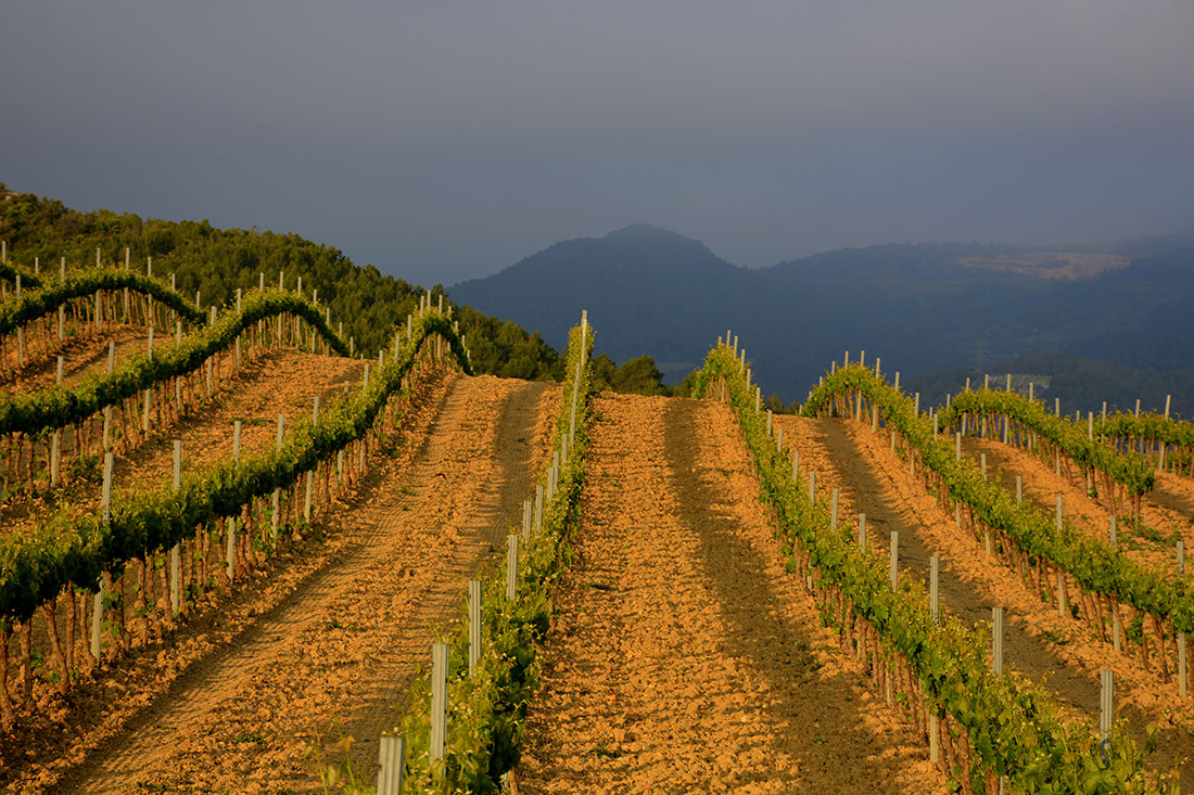 Виноробний регіон провінції Таррагона
