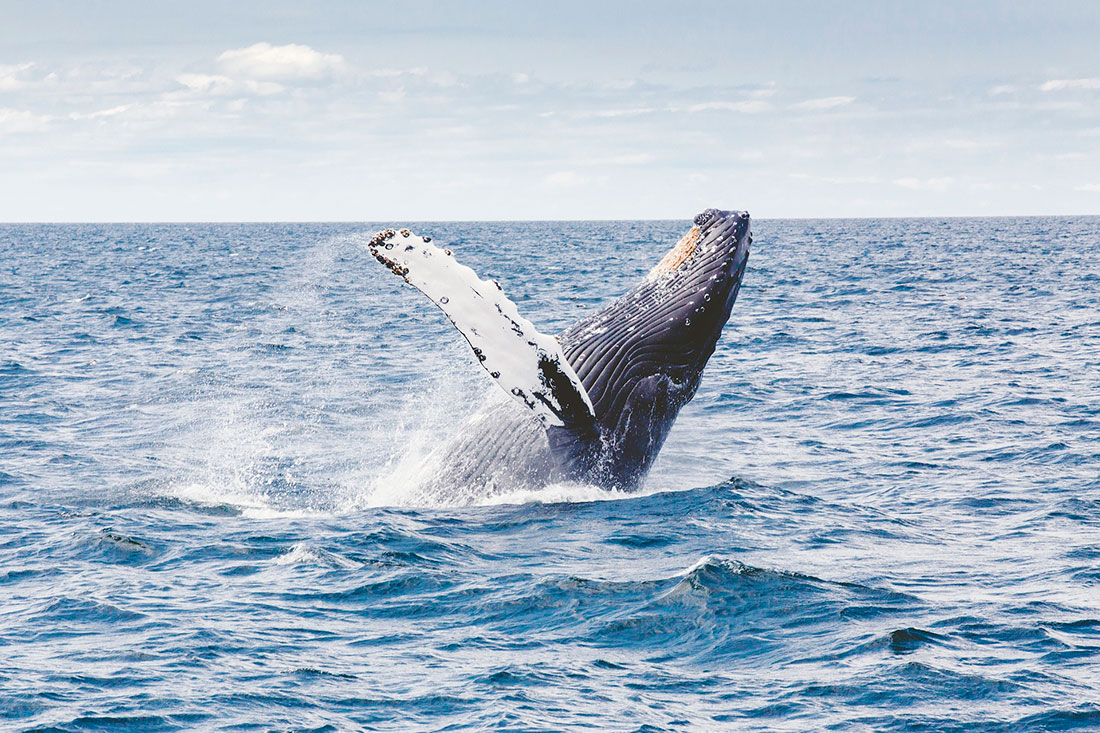 Спостереження за китами та буревісниками