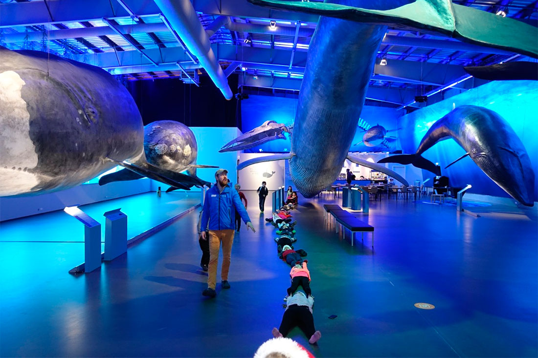 Музей китів Ісландії