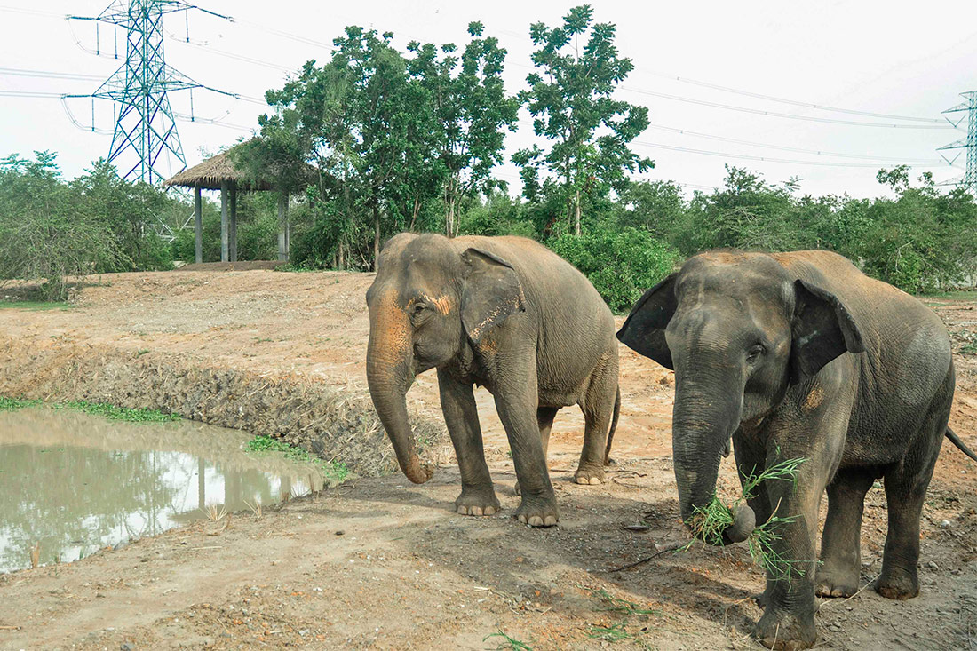 Фонд друзів дикої природи Таїланду – Центр порятунку тварин та розплідник слонів