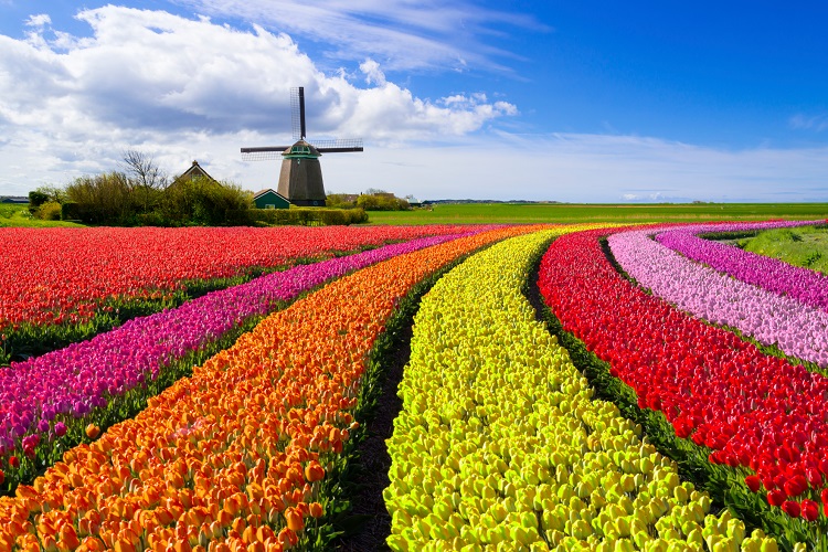 Поля тюльпанів у Нідерландах
