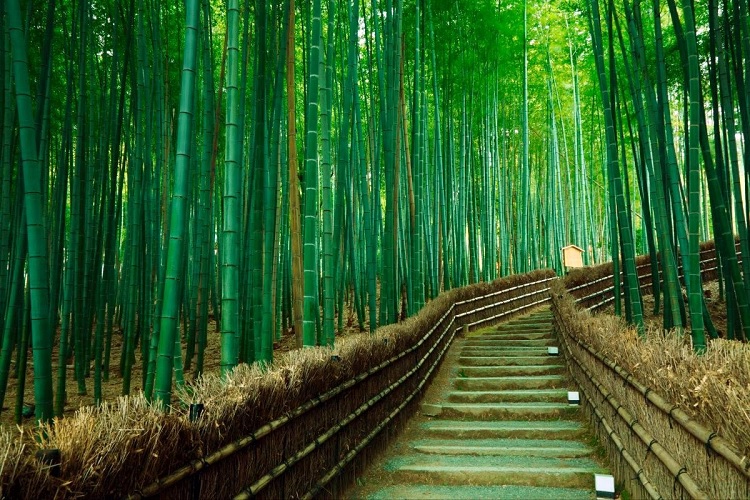 Бамбуковий ліс Сагано в парку Арасіяма